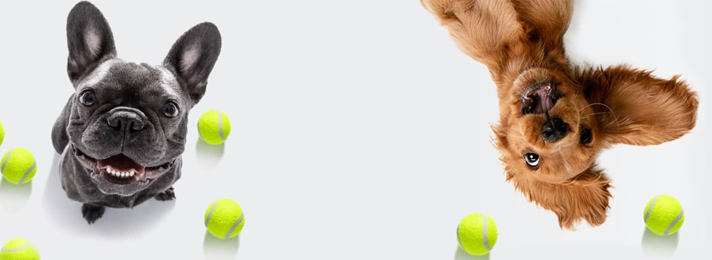 Doggie Daycare in West Lafayette, IN My Pooch at Play